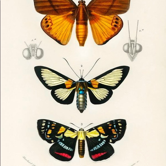 8 Framed Vertical Butterfly Prints - Picture 9 of 9
